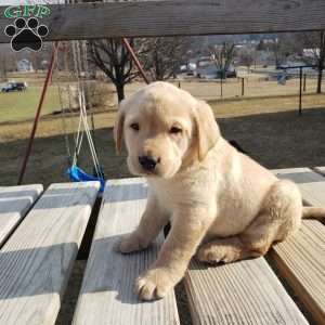 Tom, Yellow Labrador Retriever Puppy